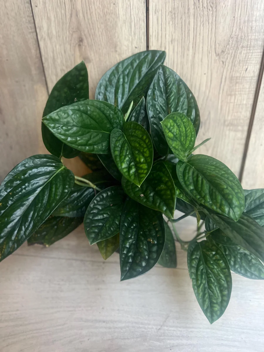 Monstera Peru Live Plant – 6 inch Pot – Rare Indoor Houseplant - Image 6