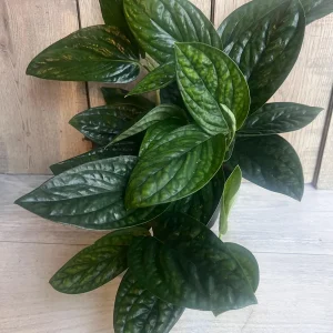 Monstera Peru Live Plant – 6 inch Pot – Rare Indoor Houseplant - Image 7