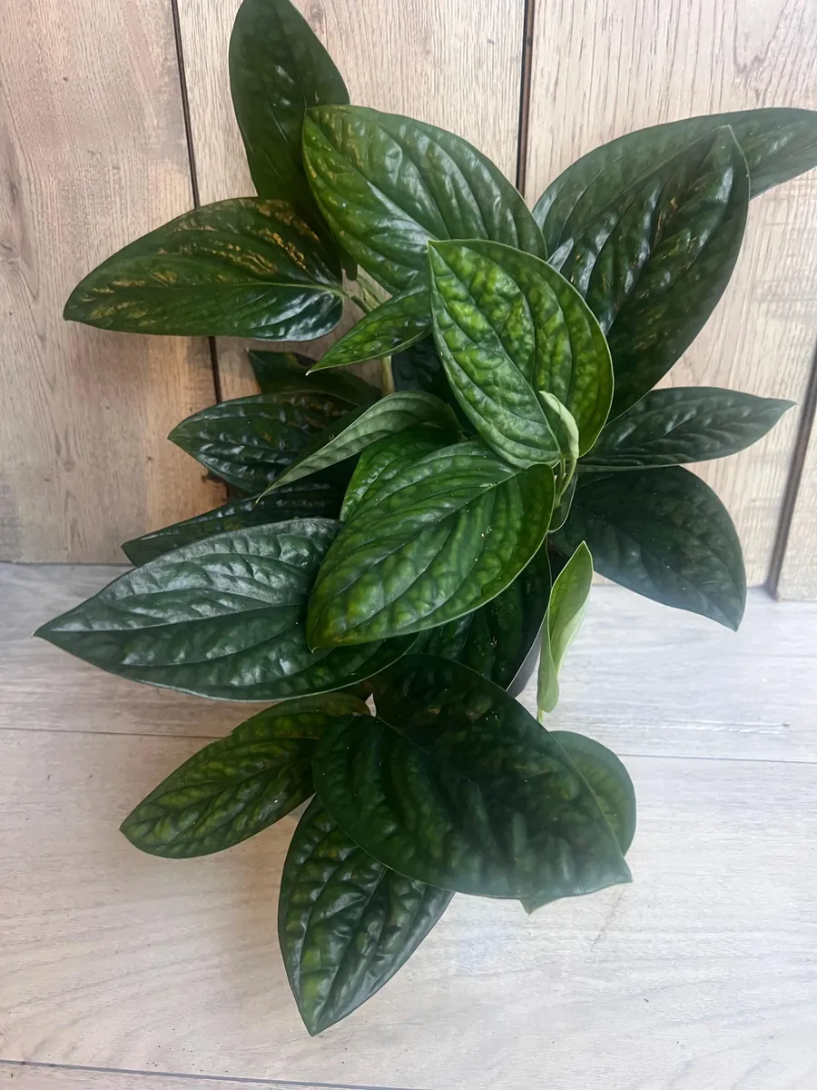 Monstera Peru Live Plant – 6 inch Pot – Rare Indoor Houseplant - Image 7