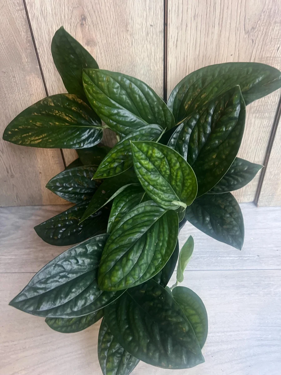 Monstera Peru Live Plant – 6 inch Pot – Rare Indoor Houseplant - Image 8