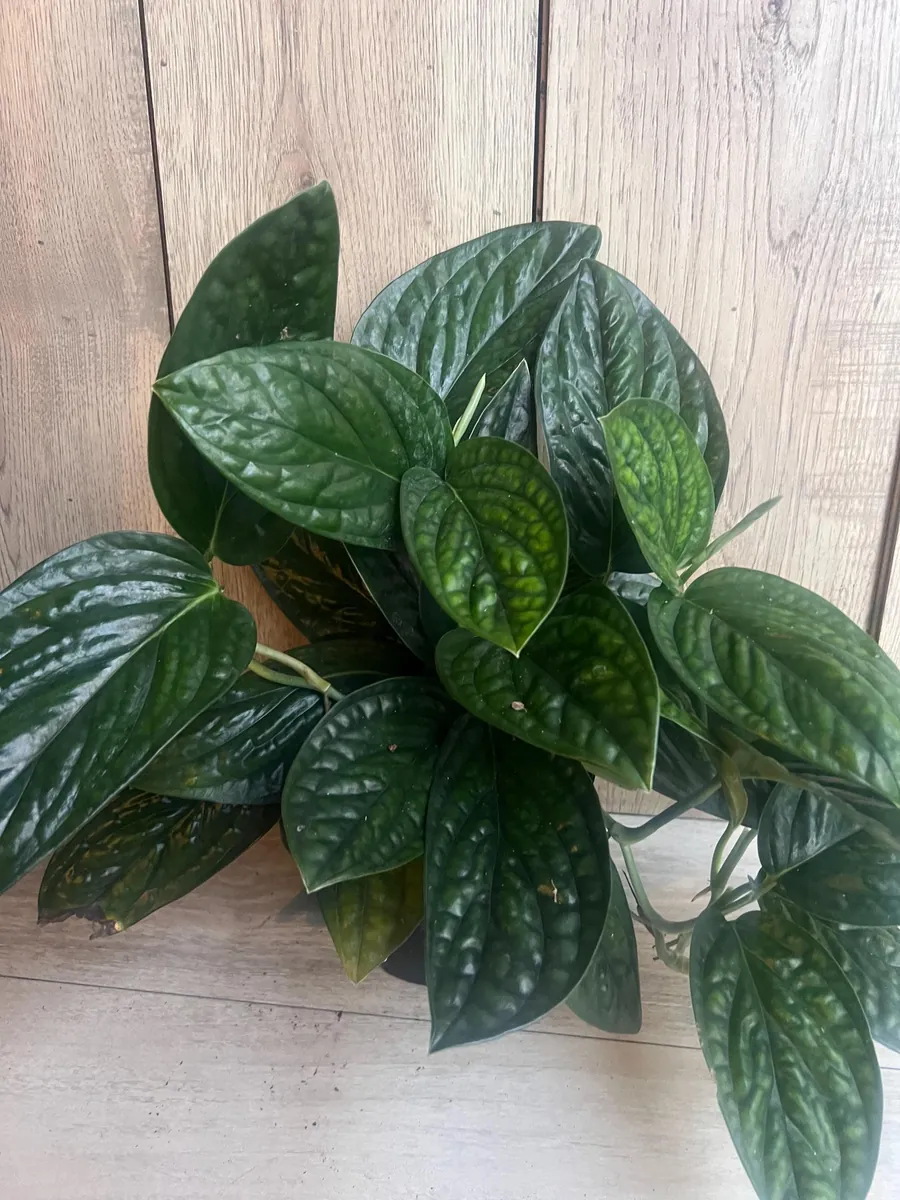 Monstera Peru Live Plant – 6 inch Pot – Rare Indoor Houseplant - Image 9