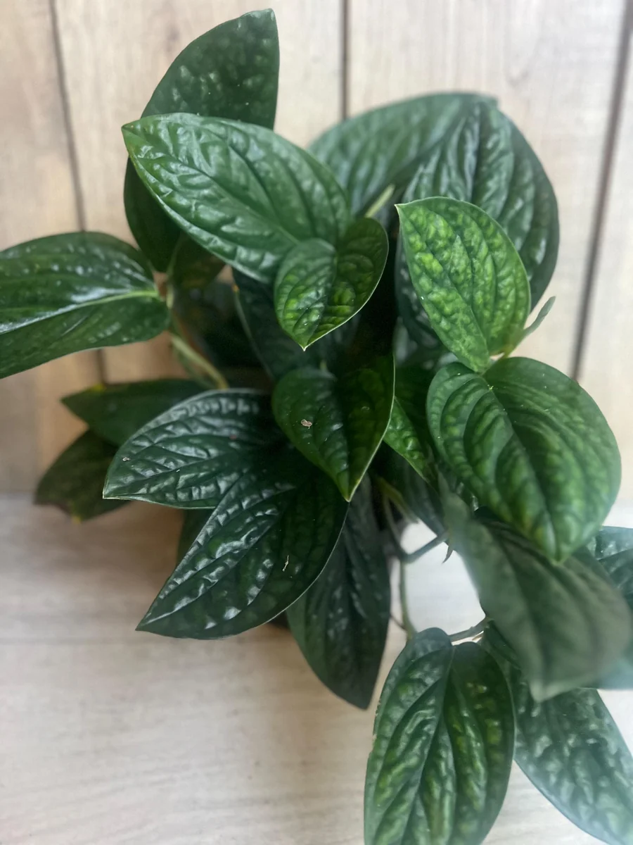 Monstera Peru Live Plant – 6 inch Pot – Rare Indoor Houseplant - Image 1