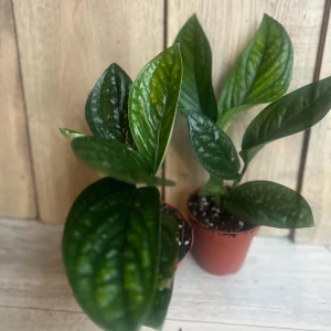 Monstera Peru Live Plant - Rare Aroid in 4 inch Pot - Indoor Potted Houseplant - Image 2