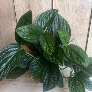 Monstera Peru Live Plant - Rare Aroid in 4 inch Pot - Indoor Potted Houseplant - Image 1