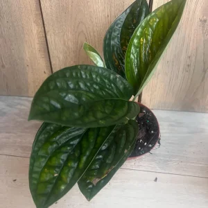 Monstera Peru Live Plant - Rare Aroid in 4 inch Pot - Indoor Potted Houseplant - Image 4