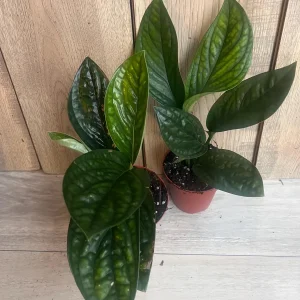 Monstera Peru Live Plant - Rare Aroid in 4 inch Pot - Indoor Potted Houseplant - Image 7