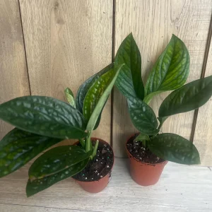 Monstera Peru Live Plant - Rare Aroid in 4 inch Pot - Indoor Potted Houseplant - Image 9