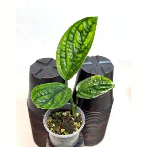 Monstera Peru Live Plant - Rare Collector Houseplant in Nursery Pot - Image 1