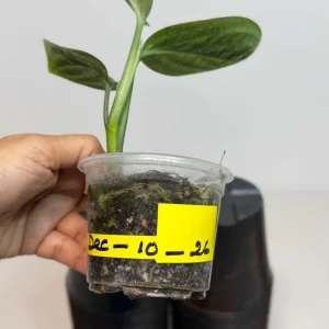 Monstera Peru Live Plant - Rare Collector Houseplant in Nursery Pot - Image 4