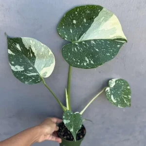 Monstera Thai Constellation Live Plant – 4 inch Grow Pot – Variegated Houseplant - Image 3