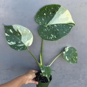 Monstera Thai Constellation Live Plant – 4 inch Grow Pot – Variegated Houseplant - Image 4