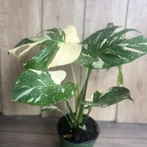 Monstera Thai Constellation Live Plant – 6 inch Pot – Indoor Variegated Houseplant - Image 2
