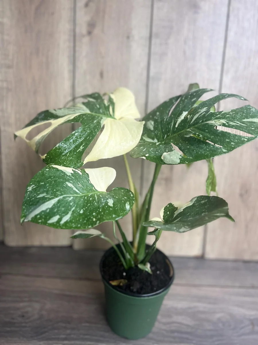Monstera Thai Constellation Live Plant – 6 inch Pot – Indoor Variegated Houseplant - Image 2