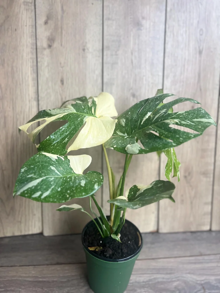 Monstera Thai Constellation Live Plant – 6 inch Pot – Indoor Variegated Houseplant - Image 3