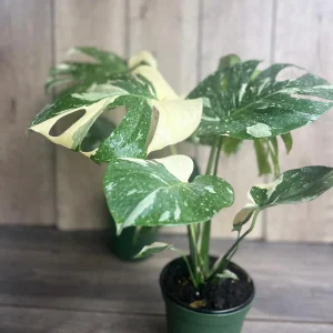 Monstera Thai Constellation Live Plant – 6 inch Pot – Indoor Variegated Houseplant - Image 4
