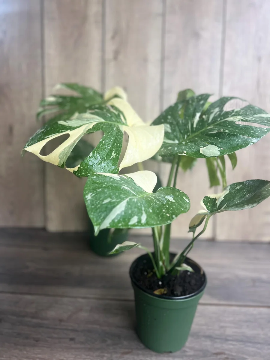 Monstera Thai Constellation Live Plant – 6 inch Pot – Indoor Variegated Houseplant - Image 4