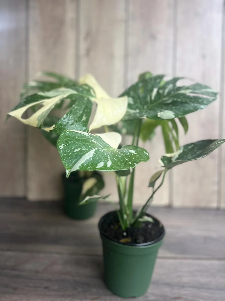 Monstera Thai Constellation Live Plant – 6 inch Pot – Indoor Variegated Houseplant - Image 5