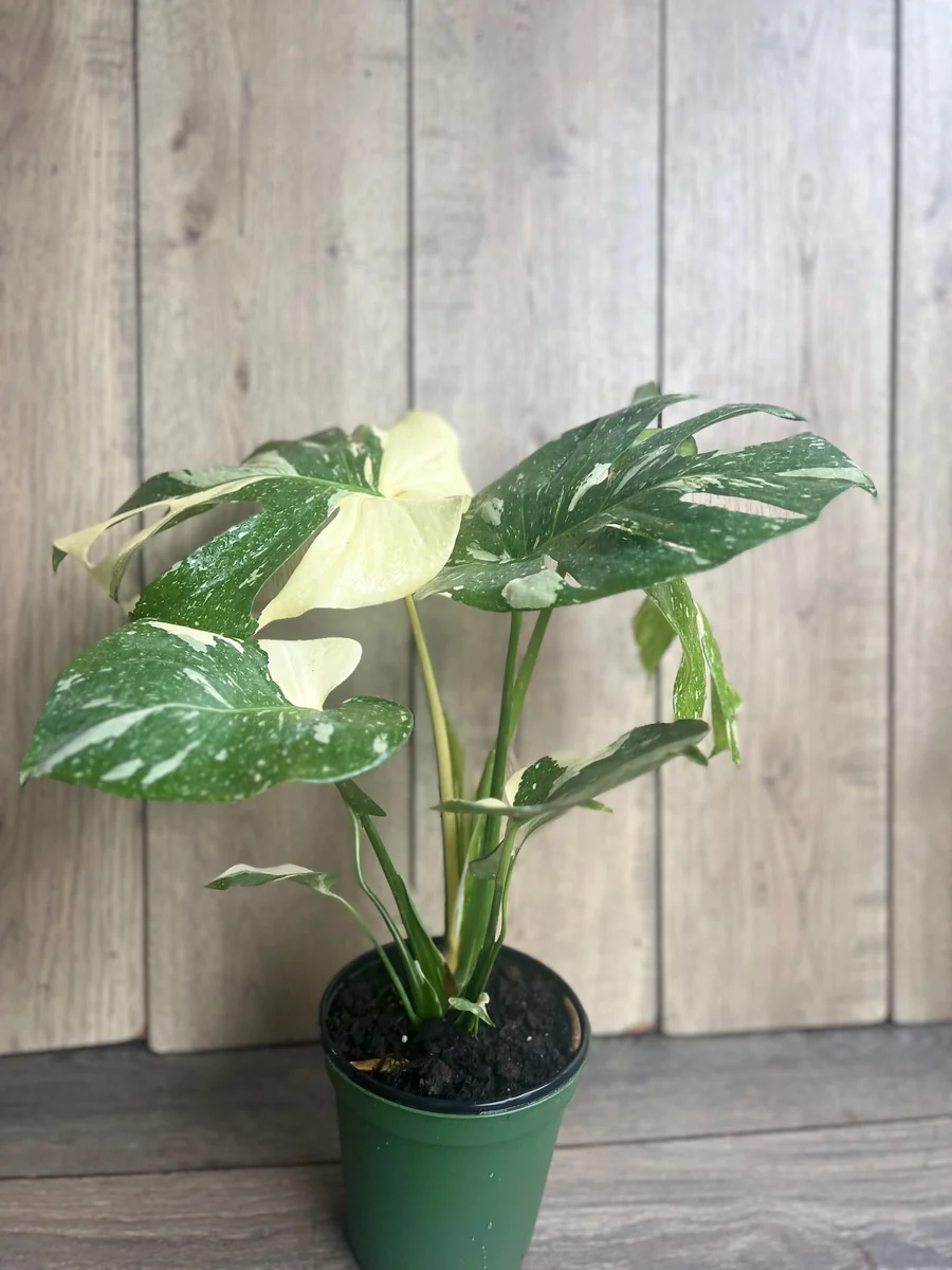 Monstera Thai Constellation Live Plant – 6 inch Pot – Indoor Variegated Houseplant - Image 6
