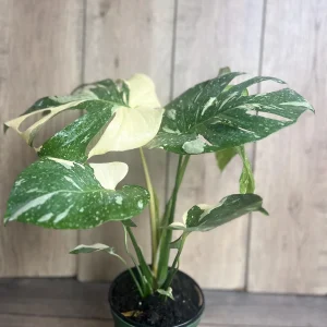 Monstera Thai Constellation Live Plant – 6 inch Pot – Indoor Variegated Houseplant - Image 7
