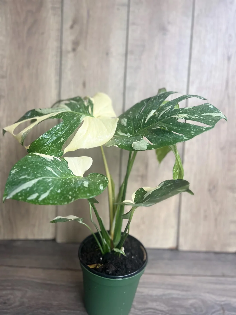 Monstera Thai Constellation Live Plant – 6 inch Pot – Indoor Variegated Houseplant - Image 7