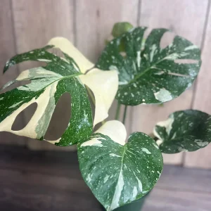 Monstera Thai Constellation Live Plant – 6 inch Pot – Indoor Variegated Houseplant - Image 8