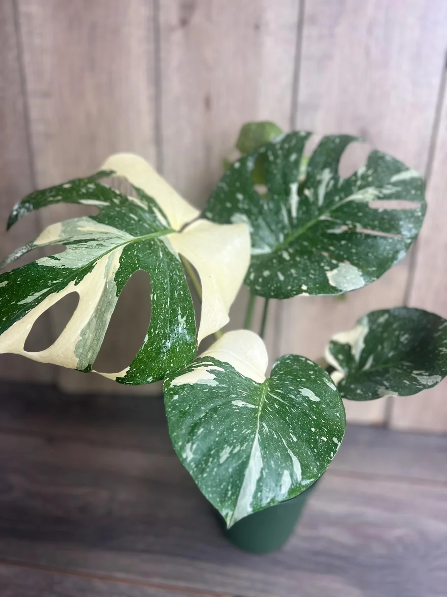 Monstera Thai Constellation Live Plant – 6 inch Pot – Indoor Variegated Houseplant - Image 8