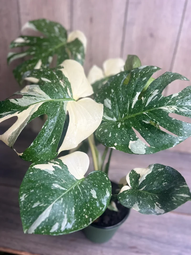 Monstera Thai Constellation Live Plant - 6