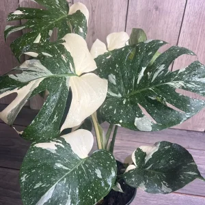 Monstera Thai Constellation Live Plant – 6 inch Pot – Indoor Variegated Houseplant - Image 9