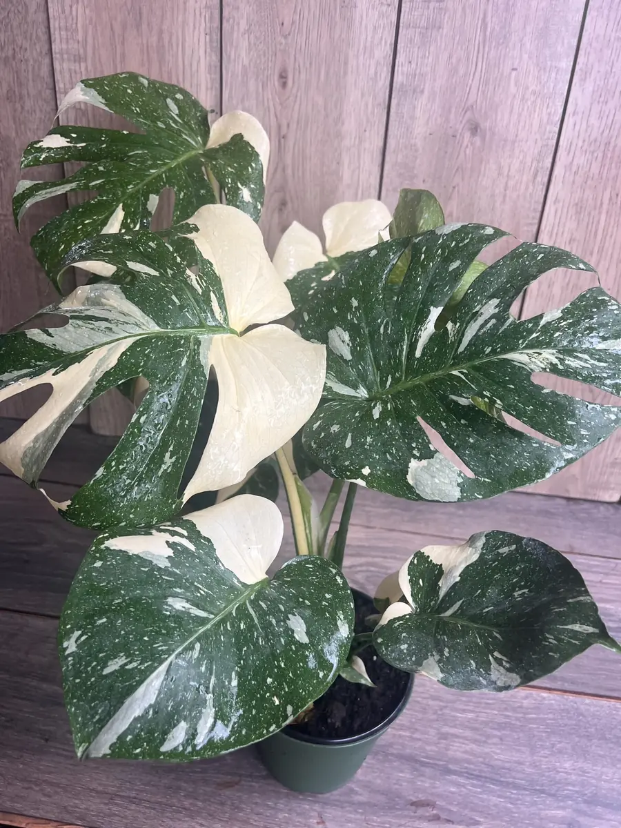 Monstera Thai Constellation Live Plant – 6 inch Pot – Indoor Variegated Houseplant - Image 9