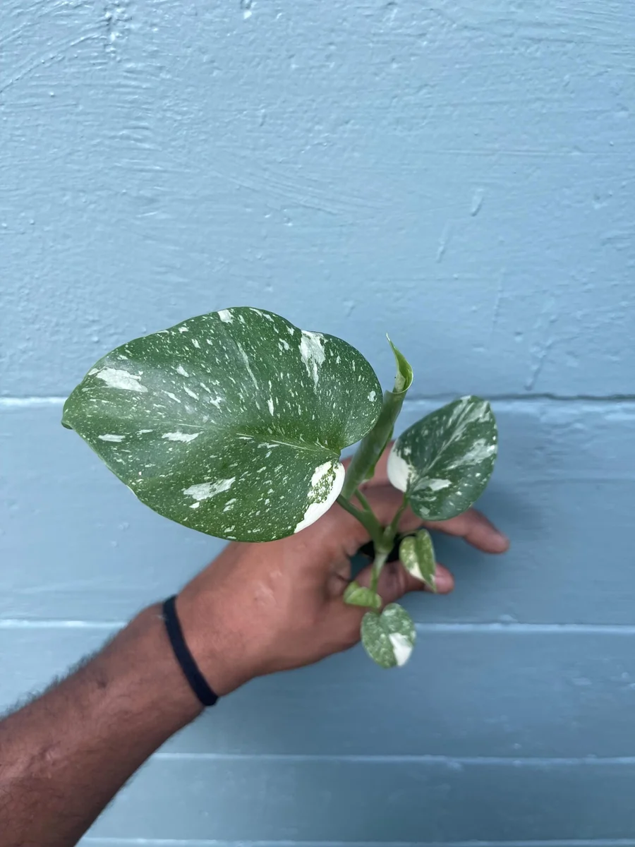 Monstera Thai Constellation Live Plant - Rare Variegated Indoor Houseplant 6-10 Inch - Image 2