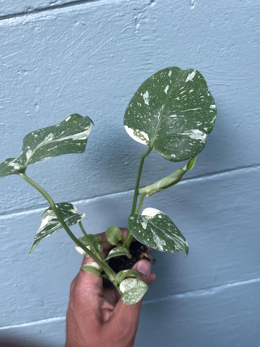 Monstera Thai Constellation Live Plant - Rare Variegated Indoor Houseplant 6-10 Inch - Image 3