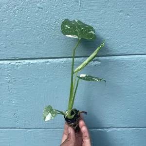 Monstera Thai Constellation Live Plant - Rare Variegated Indoor Houseplant 6-10 Inch - Image 4
