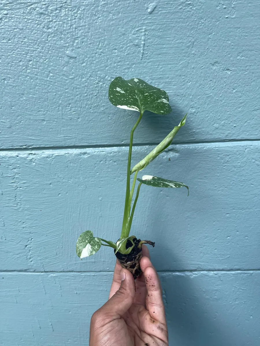 Monstera Thai Constellation Live Plant - Rare Variegated Indoor Houseplant 6-10 Inch - Image 4