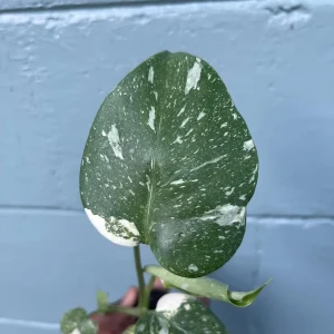 Monstera Thai Constellation Live Plant - Rare Variegated Indoor Houseplant 6-10 Inch - Image 5