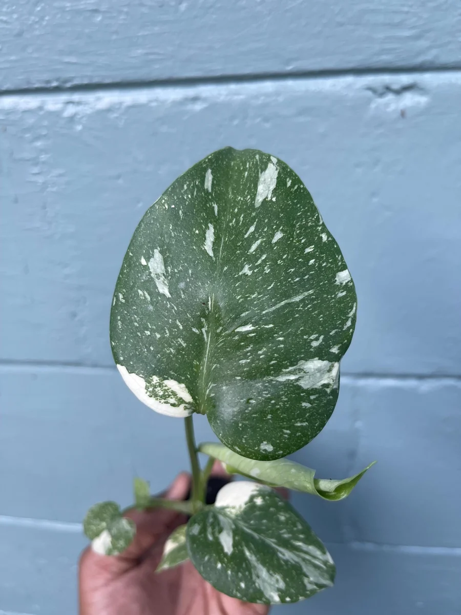 Monstera Thai Constellation Live Plant - Rare Variegated Indoor Houseplant 6-10 Inch - Image 5