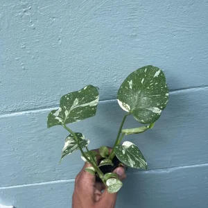 Monstera Thai Constellation Live Plant - Rare Variegated Indoor Houseplant 6-10 Inch - Image 6