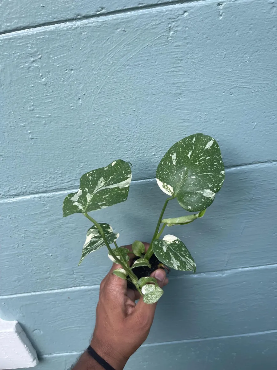 Monstera Thai Constellation Live Plant - Rare Variegated Indoor Houseplant 6-10 Inch - Image 6