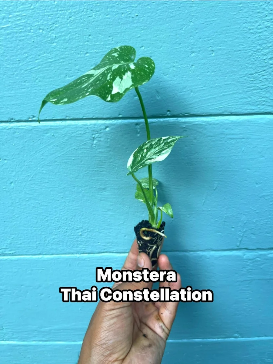 Monstera Thai Constellation Live Plant - Rare Variegated Indoor Houseplant 6-10 Inch - Image 1