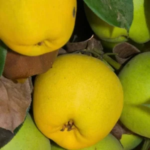 Monterrey Pear Tree Live Plant – 2 Feet Tall – Ships in 3 Gallon Pot – Outdoor Fruit Tree - Image 1