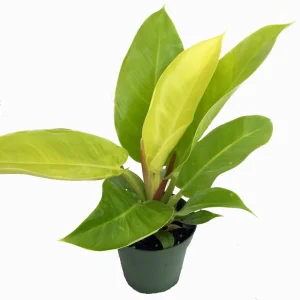 Moonlight Philodendron Live Plant – 4 inch Pot – Indoor Houseplant - Image 2