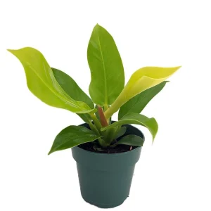 Moonlight Philodendron Live Plant – 4 inch Pot – Indoor Houseplant - Image 1