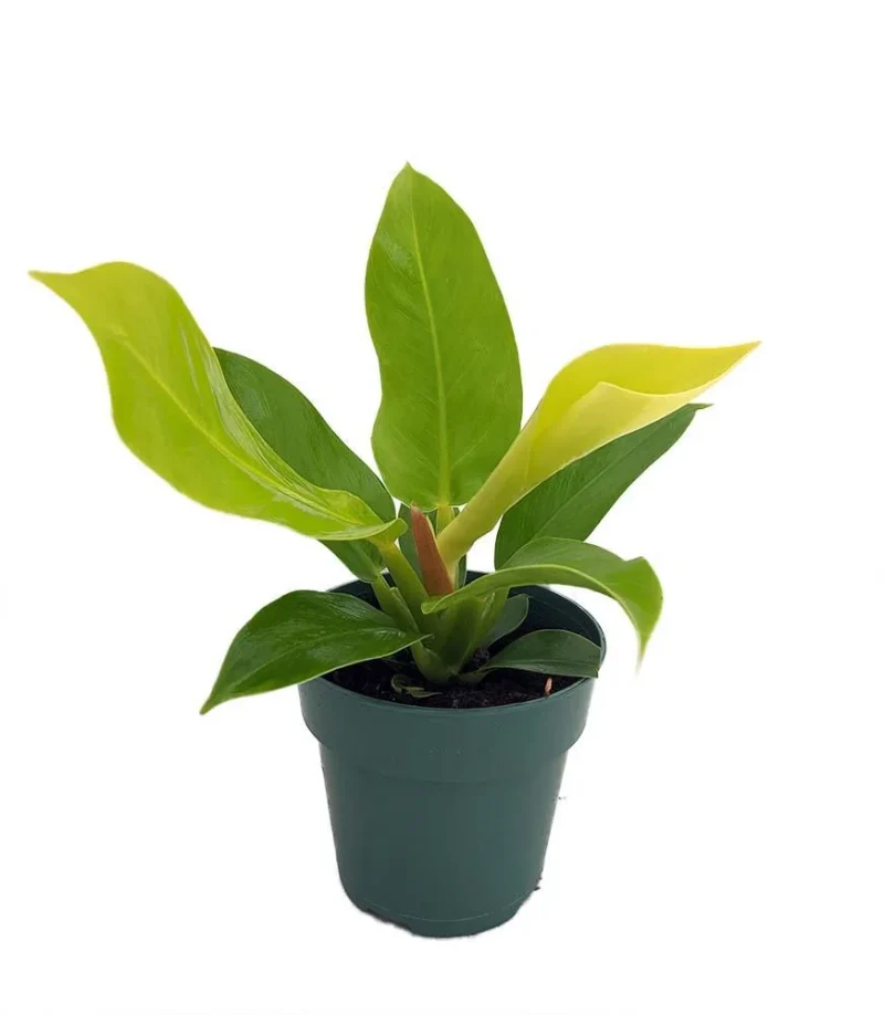 philodendron houseplant Philodendron Ring of Fire Houseplant main image 1