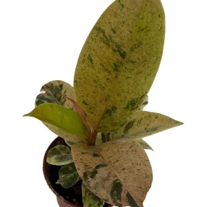 Moonshine Rubber Tree Live Plant - Rare Ficus Elastica 'Shivereana' - 2.5" Pot - Image 2