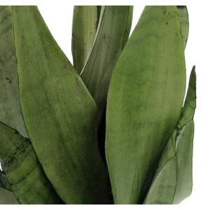 Moonshine Snake Plant Live Plant – Sansevieria – 4" Pot – Indoor - Image 2