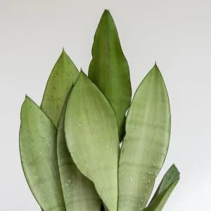 Moonshine Snake Plant Live Plant – Sansevieria – 4