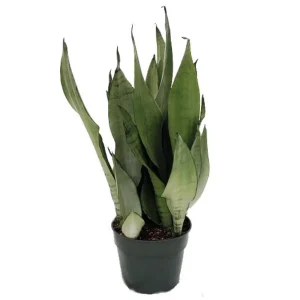 Moonshine Snake Plant Live Plant – Sansevieria – 4" Pot – Indoor - Image 1