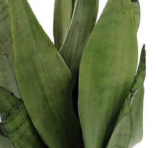 Moonshine Snake Plant - Sansevieria Trifasciata Live Plant - 6 inch Pot - Indoor - Image 1