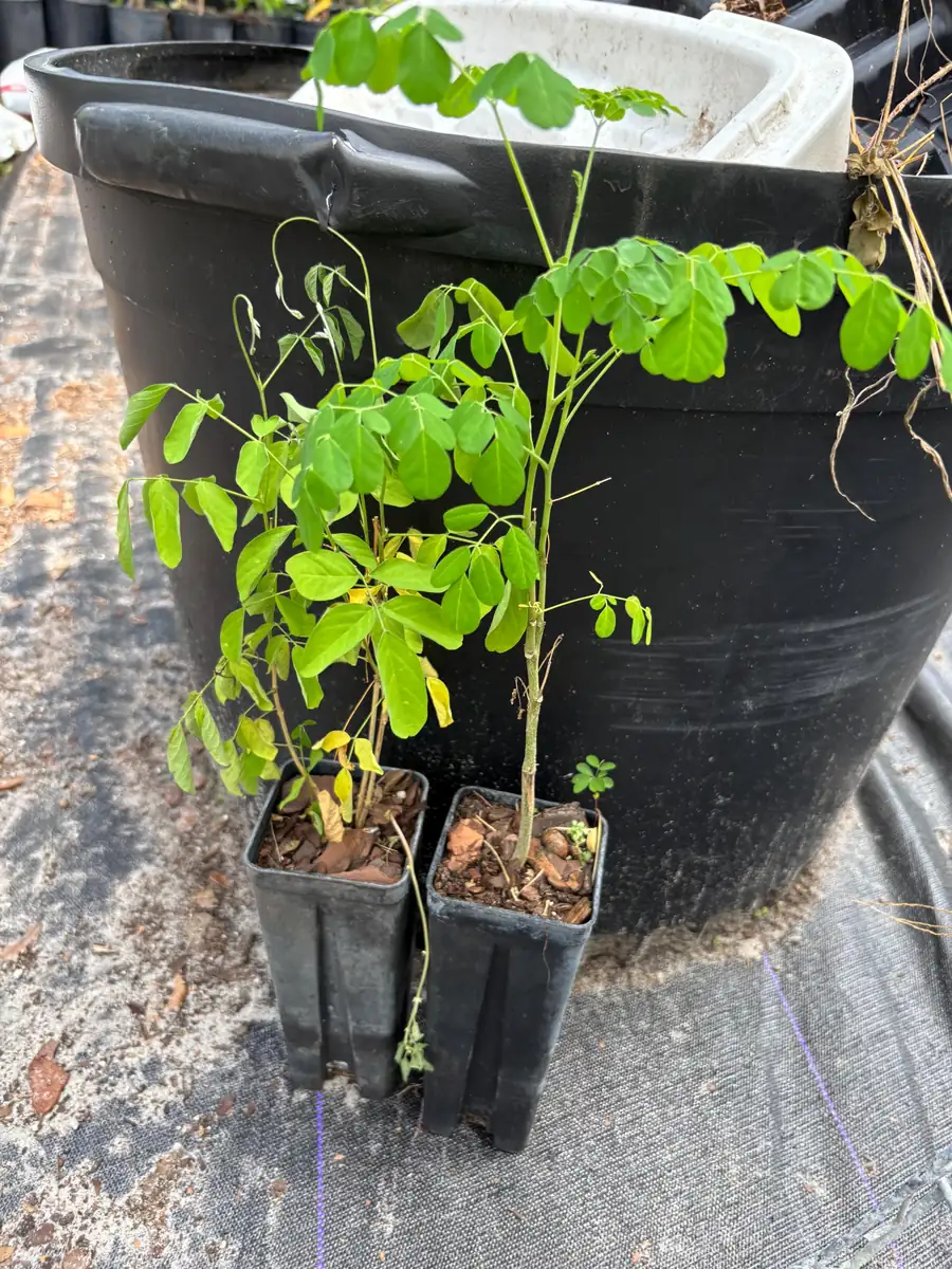 Moringa Oleifera Live Starter Plant – Drumstick Horseradish Tree – 6-12 inches Tall - Image 4