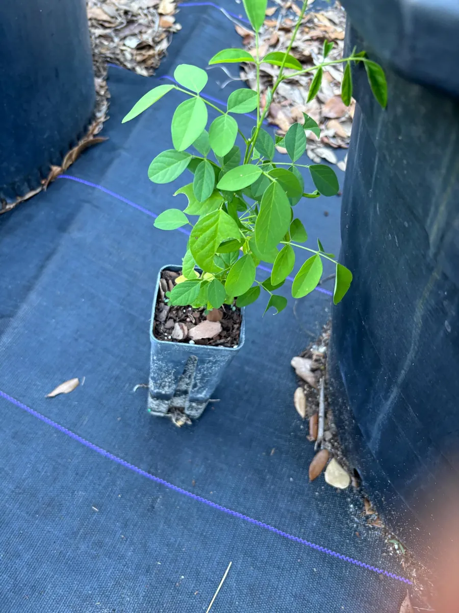 Moringa Oleifera Live Starter Plant – Drumstick Horseradish Tree – 6-12 inches Tall - Image 1