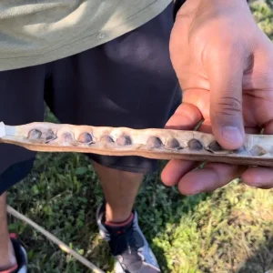 Moringa Oleifera Seeds - Miracle Tree Seeds for Growing - Image 3